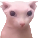 bingus